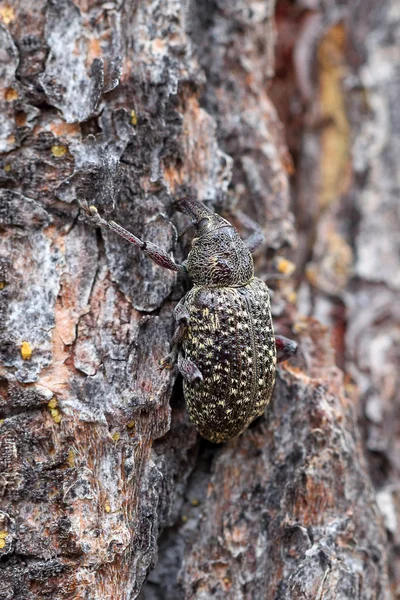 Bug the weevil on a tree — Stock Photo, Image