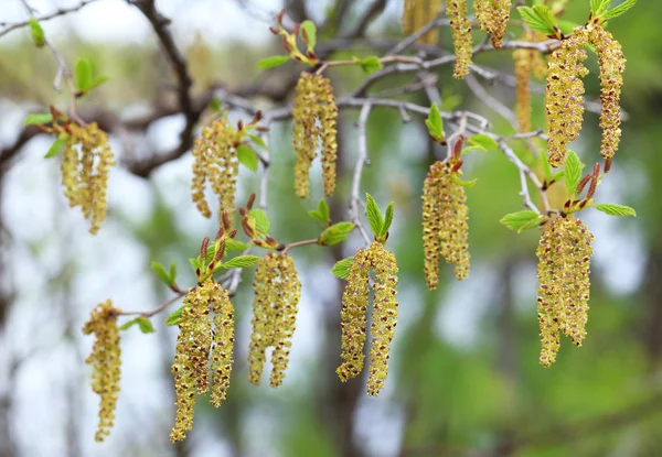 Ontano in primavera — Foto Stock