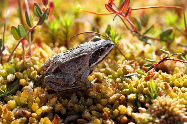 Jungfrosch — Stockfoto