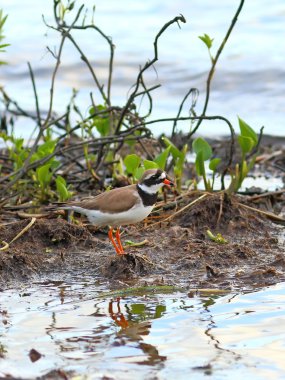 Plover halkalı. Charadrius hiaticula