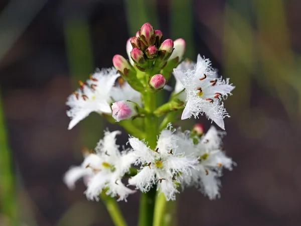 Menyanthes trifoliata. άνθη και μπουμπούκια ενός φυτού — Φωτογραφία Αρχείου
