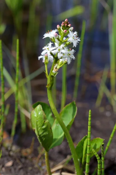 Menyanthes trifoliata — Zdjęcie stockowe