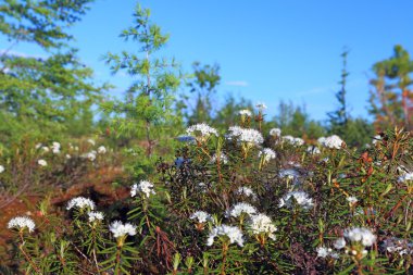  Ormangülü tomentosum. Ledum palustre