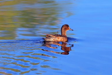 Anas acuta. Kuzey pintail