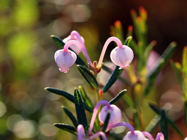 Andromeda polifolia — Stock Photo, Image