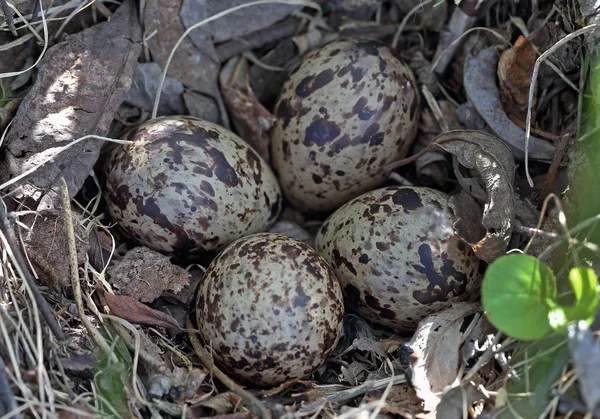 Vejce Sandpiper — Stock fotografie