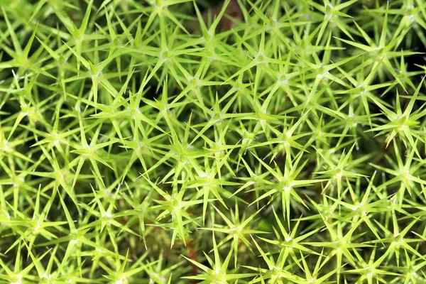 Polytrichum común. Primer plano de las plantas —  Fotos de Stock