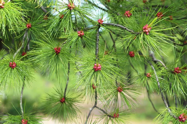 Cedar blommor närbild — Stockfoto