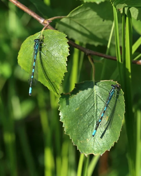 Dragonfly of Enallagma cyathigerum — Stock Photo, Image