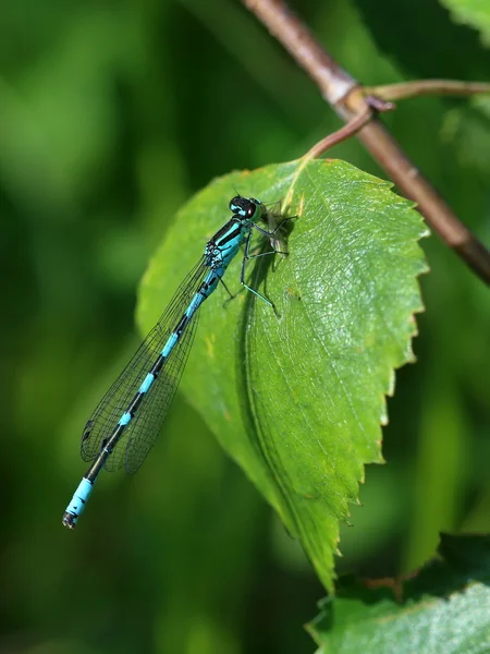 Enallagma cyathigerum. Dragonfly close up — Stock Photo, Image