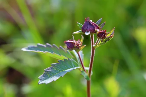 Comarum palustre L. (1753) — Photo