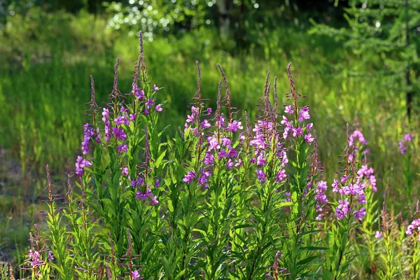 Willow-herb — Stock Photo, Image