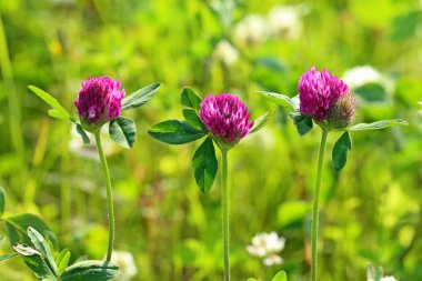Trifolium rubens. Blossoming