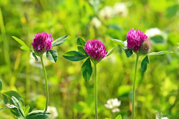 Trifolium rubens. Blossoming — Stock Photo, Image