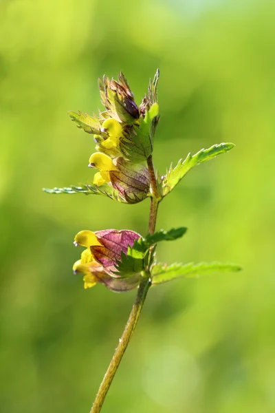 Rhinanthus. L'usine florissante en Sibérie — Photo