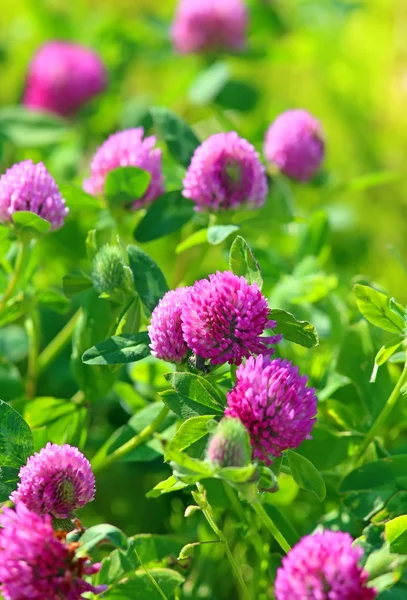 Red clover — Stock Photo, Image