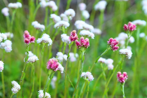 Antennaria dioica. Man's and female flowers of a plant — Stock Photo, Image