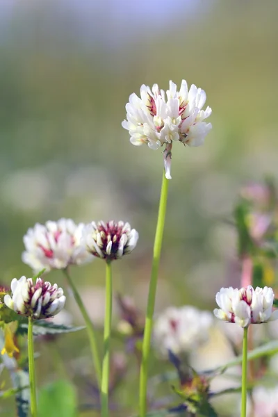 Trifolium repens. Plant flower close up — Stock Photo, Image