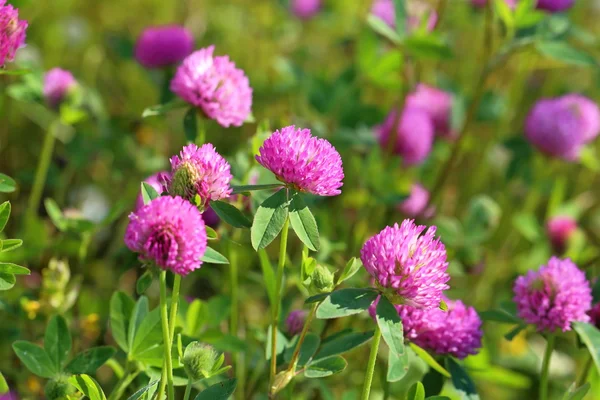 Flowers of a red clover on a meadow — Stock Photo, Image