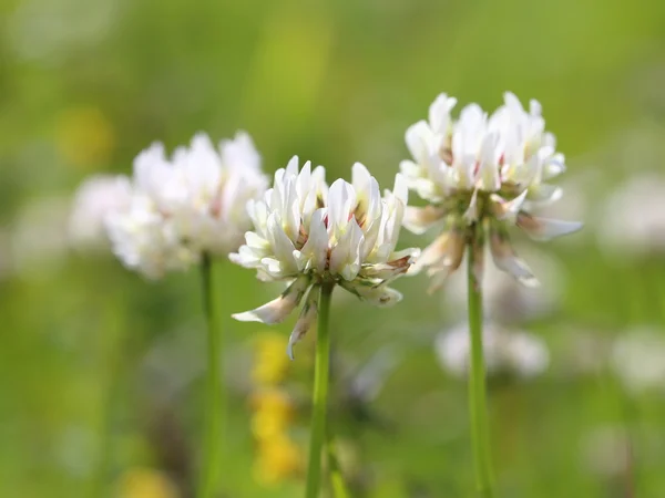 Weiße Blüten eines Klees — Stockfoto