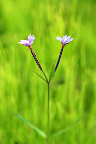 Epilobium anagallidifolium. Siber yılında söğüt-bitkinin çiçek açması — Stok fotoğraf