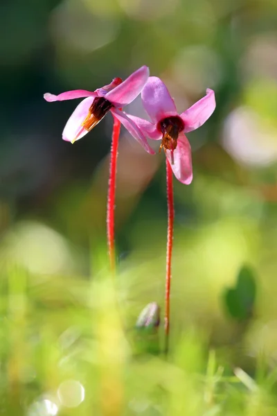 Cranberry flowers close up — Stock Photo, Image