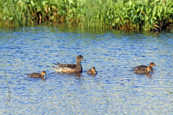 Anas acuta. eine Ente mit Brut im Dickicht — Stockfoto