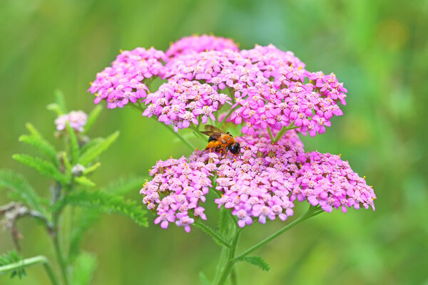 The bee sits on a yarrow flower