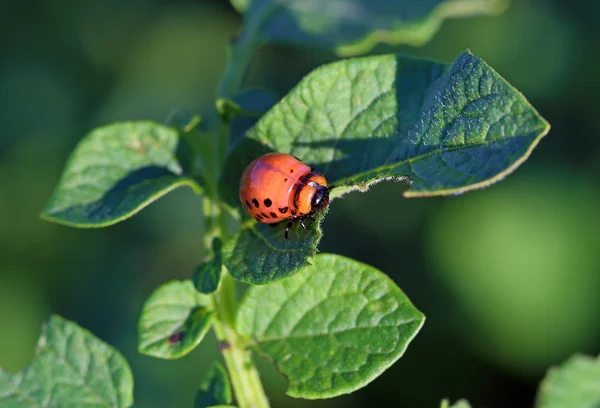 Bug de wrecker op aardappelen bladeren — Stockfoto