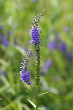 Veronica sibirica