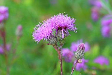 Çayır çiçek çiçek