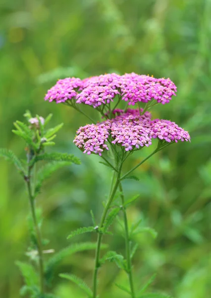 Yarrow om sommeren eftermiddag - Stock-foto