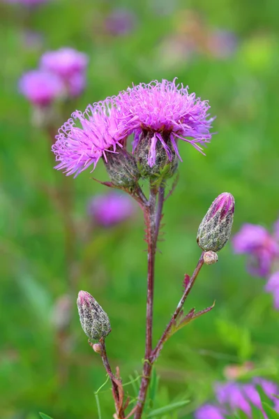 Fleurs de prairie — Photo