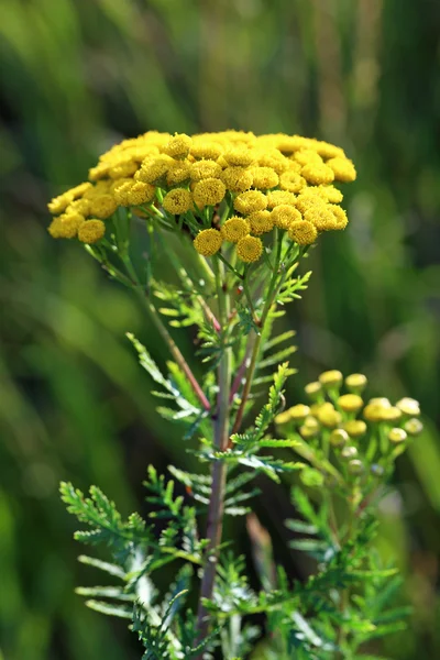 Tansy. —  Fotos de Stock