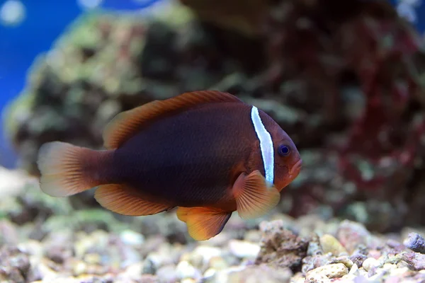 Amphiprion frenatus — Stockfoto