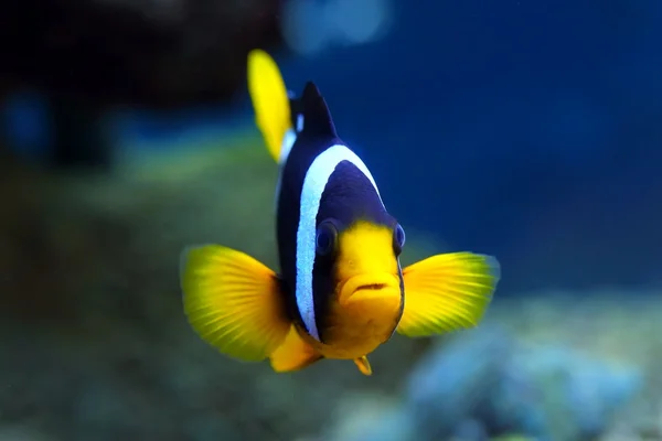 Aquarienfische von Amphiprion clarkii — Stockfoto