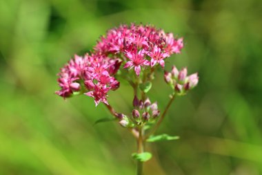 Hylotelephium triphyllum. Önümüzdeki