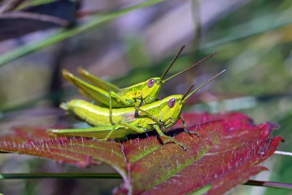 Reproduction of grasshoppers — Stock Photo, Image