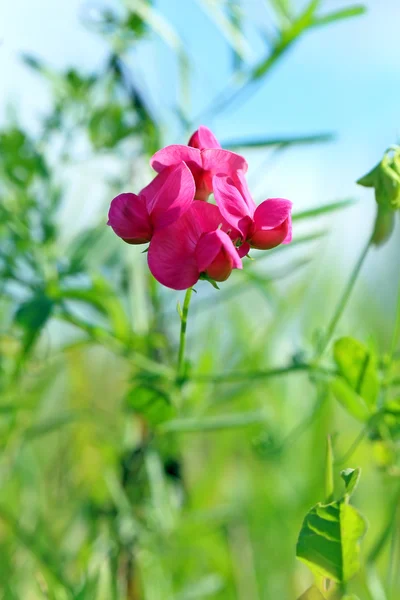 Lathyrus tuberosus. Λουλούδι — Φωτογραφία Αρχείου