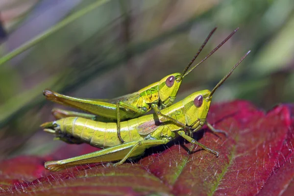 Weibchen und Männchen einer gelben Heuschrecke — Stockfoto