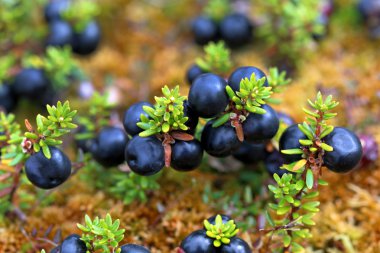 Crowberry