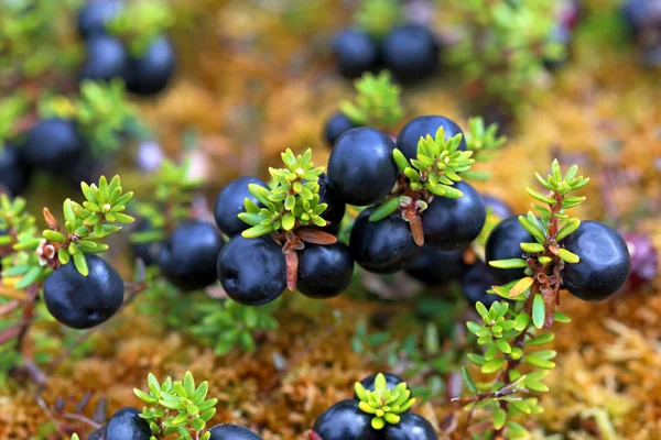 Kråkbär — Stockfoto