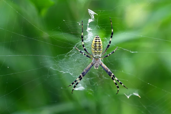 Spider close up — Stock Photo, Image