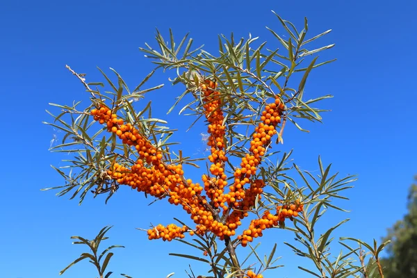 Bagas maduras de um mar-buckthorn — Fotografia de Stock