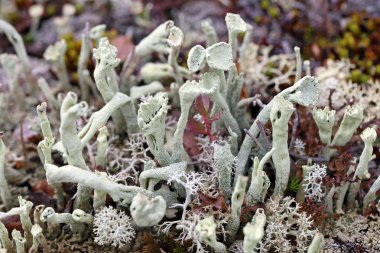 Cladonia floerkeana. Liken yakın çekim