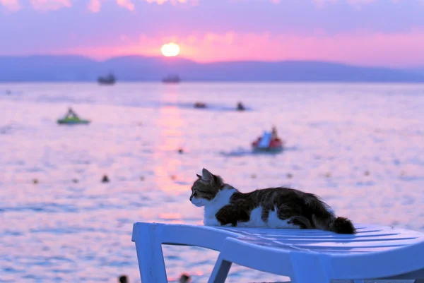 Cat on the seashore — Stock Photo, Image