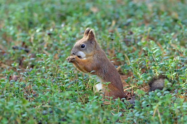 The squirrel eats pine nuts — Stock Photo, Image