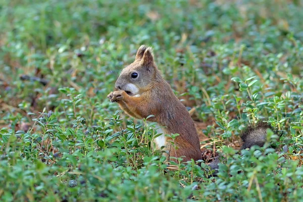 Ekorren äter pinjenötter — Stockfoto