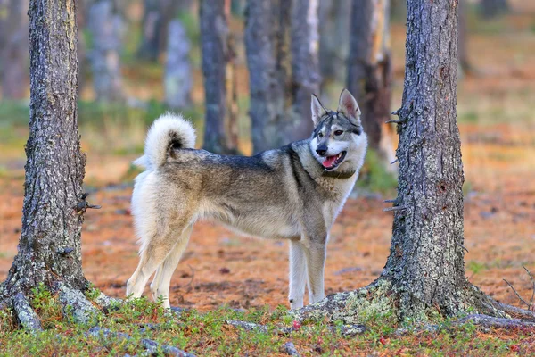 Cane da caccia nel bosco — Foto Stock