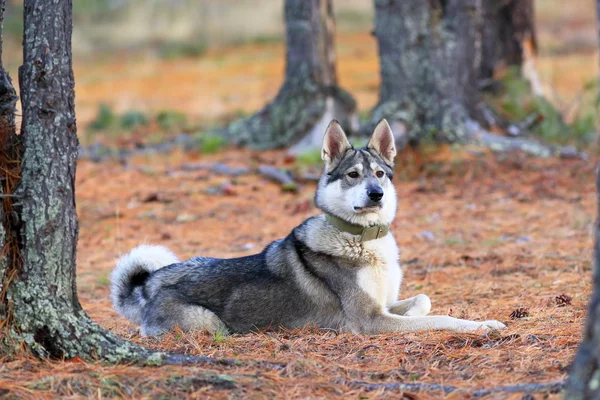 Batı Sibirya Laika yakından